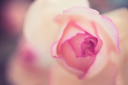 Romantic rose background
