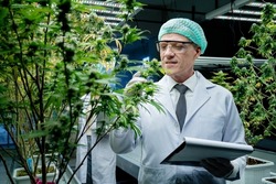 Cannabis Sativa research concept. Male researcher hands or inspects cannabis plants in greenhouses for medical research. CBD concept, herbal medicine, medicine, medicine, cannabis oil research