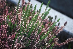 Heather flowers on stems with green leaves