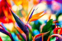 Bird of Paradise flowers in natural background