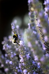 Closeup On Bombus lucorum, The white-tailed bumblebee, Colecting Pollen On Lavandula Augustifolia Growing In A Private Garden, In Leipzig, Germany.