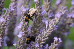 Closeup On Bombus Terrestris,  The Buff-Tailed Bumblebee or Large Earth Bumblebee, Colecting Pollen On Lavandula Augustifolia Growing In A Private Garden, In Leipzig, Germany.