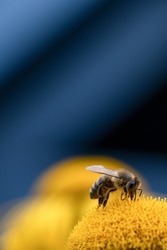 Closeup Photography On The European Honey Bee (Apis Mellifera) Collecting Pollen On A Yellow Oxe Eye (Telekia Speciosa) Flower. Blue Background With Copy Space For Text. 