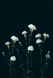 White flowers on a black background