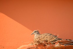 Zebra dove made a nest on the pipe beside the orange cement wall.