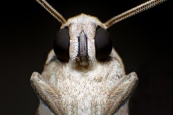 Extreme macro shot Gypsy Moth (Lymantria dispar) night moth sitting on the branch in the night, black background.