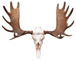 Moose (Elk) Skull with Antlers isolated on white.