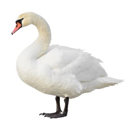 Mute Swan standing. Isolated on white background.