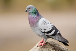 Rock (Feral) Pigeon perched on rock in natural environment. 