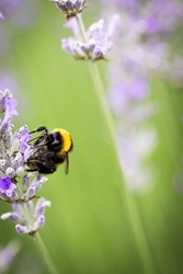 Bumblebee collecting nectar on lavender on a sunny summer day