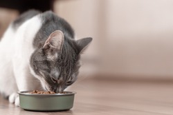 Gray and white cat eats dry food.