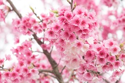 Beautiful cherry blossoms blooming in Yangming Mountain, Taiwan