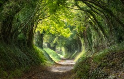 Light at the end of the tunnel. Halnaker tree tunnel in West Sussex UK with sunlight shining in through the branches. This is the original Roman road from London to Chichester.