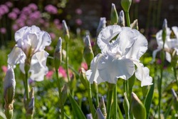 Close up of white iris flower in the sun, photographed at Eastcote House Gardens, London Borough of Hillingdon, UK