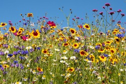 Colourful wild flowers blooming outside Savill Garden, Egham, Surrey, UK, photographed against a clear blue sky.