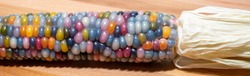 Zea Mays glass gem corn on the cob with multicoloured kernels, grown on an allotment in London UK. 