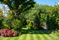 London UK. June 2021. Suburban, well stocked garden with neatly mown striped lawn, tall oak tree, colourful azalias and a wide variety of other trees, shrubs and flowers.