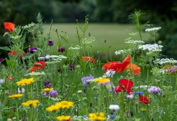 Variety of colourful wild flowers including corn marigold and poppies growing in the grass in Pinn Meadows conservation area, Eastcote, Hillingdon, in the London suburbs, UK. 