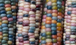 Zea Mays gem glass corn cobs with rainbow coloured kernels, grown on an allotment in London UK.