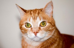 Domestic ginger red cat portrait. Red cat Filya. Filya ginger cat portrait. Red ginger cat portrait