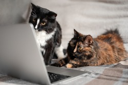 The cat is lying in front of the laptop and looking at the screen, and the second cat is sitting next to it, looking at something on the screen close. The concept of remote work and online learning.