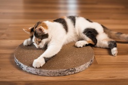 Cat sharpens its claws on a scratching post. A tricolor cat lies on the floor and sharpens its claws on a cardboard scratching post.