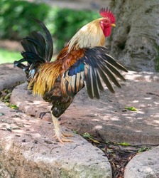 American rooster in the Garden of the Nations Park in Torrevieja. Alicante, on the Costa Blanca. Spain Europe.	

