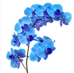 beautiful blue Orchid without background, bright blue Orchid flowers on a white background. isolate