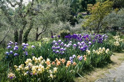 Iris flowers in a garden in Florence