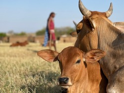 Calf and mother cow at Masai Mara 