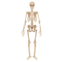 Human skeleton. Vector illustration