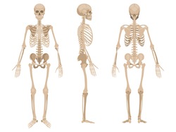 Human skeleton in front, profile and back. Vector illustration
