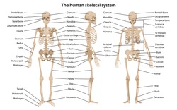 Human skeleton in front, profile and back with main parts labeled. Vector illustration
