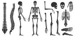 Set of black silhouettes of skeletal human bones isolated on white background. Vector illustration