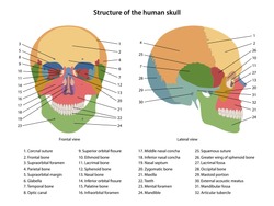 Structure of the human skull with main parts labeled. Anterior view and lateral view. Vector illustration