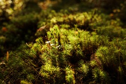 Little green plant on the moss, lichen, ray of light on it. Nature background or wallpaper. 