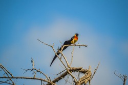Long tailed widow bird perched on a tree in a nature reserve in South Africa