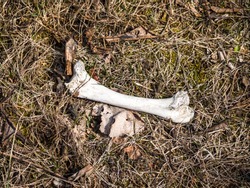 Close up photograph view of a real white dog bone from a dead animal laying on grass and leaves in a rural area.