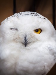 A beautiful and humorous or funny wildlife photograph of a snowy owl winking one of its eyes as it looks at the camera with a bright orange or yellow eye open and bright white feathers.
