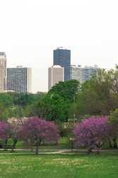 A photograph of highrise residential condominiums on the north side of Chicago on a sunny day with bright pink flowered trees and lush green grass in the foreground.