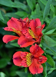 Macro red flower with yellow tiger petals Alstroemeria