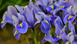 mini blue Iris flower, macro