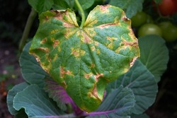 Yellow spots on the leaves of cucumbers. Diseases of the cucumber plant in the open field. A green cucumber leaf with yellow spots and dry patches. 