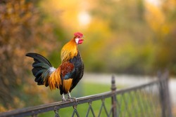 I photographed the roosters in the castle garden in autumn, when the colors were beautiful.