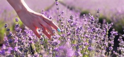 Woman's hand touches lavender flowers on a lavender field summer sunny morning. Natural cosmetics concept. Banner. Place for text. Selective focus.