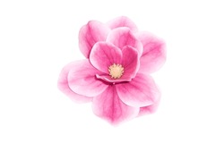 Fantastic flower with pink petals. Beautiful image isolated on white background. Ideal for the representation of a perfume, aroma or expression of spring summer or freshness