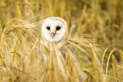 Barn owl stood in  field of golden corn.  Facing forward in natural habitat surrounded by ears of wheat.  Scientific name: Tyto alba.  Horizontal.