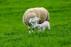 Texel Cross Ewe, a female sheep with her newborn lamb.  A tender moment between mother and baby lamb in lush green meadow. Concept: a mother's love. Landscape, Horizontal. Space for copy