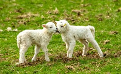 Lambs at lambing time.  Two young twin lambs nuzzling up to each other's face  in Spring time.  Yorkshire Dales, England. Landscape, Horizontal, space for copy.