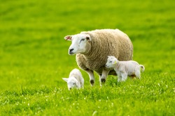 Texel cross ewe (female sheep) with newborn twin lambs in lush green meadow in Spring Time.   Texel is a breed of sheep.  Yorkshire, England.  Landscape, horizontal. Space for copy